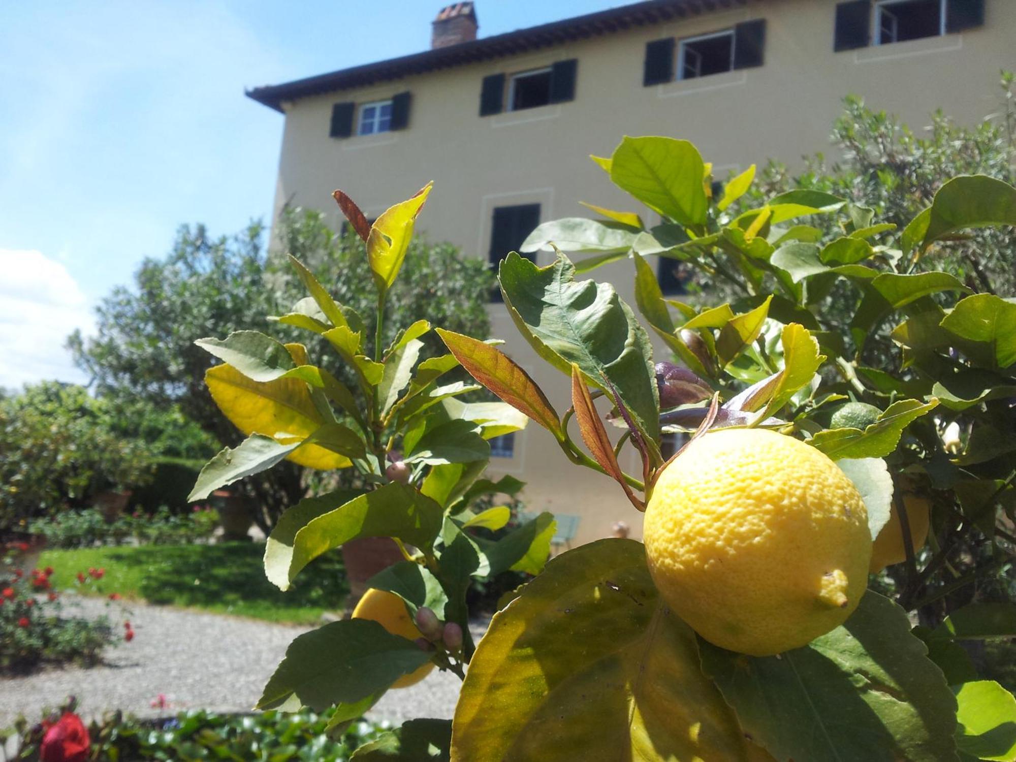 Fattoria Gambaro Di Petrognano Villa Collodi Exteriör bild