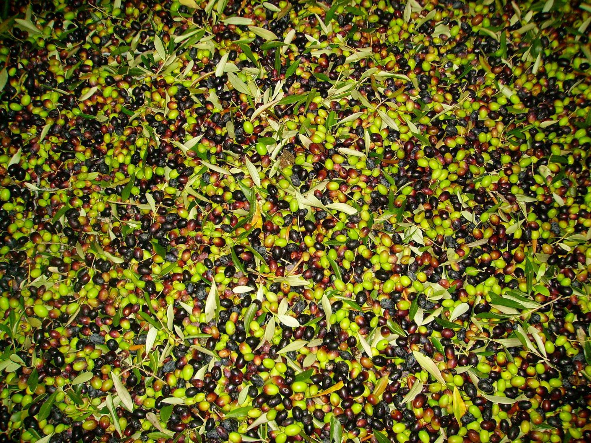 Fattoria Gambaro Di Petrognano Villa Collodi Exteriör bild