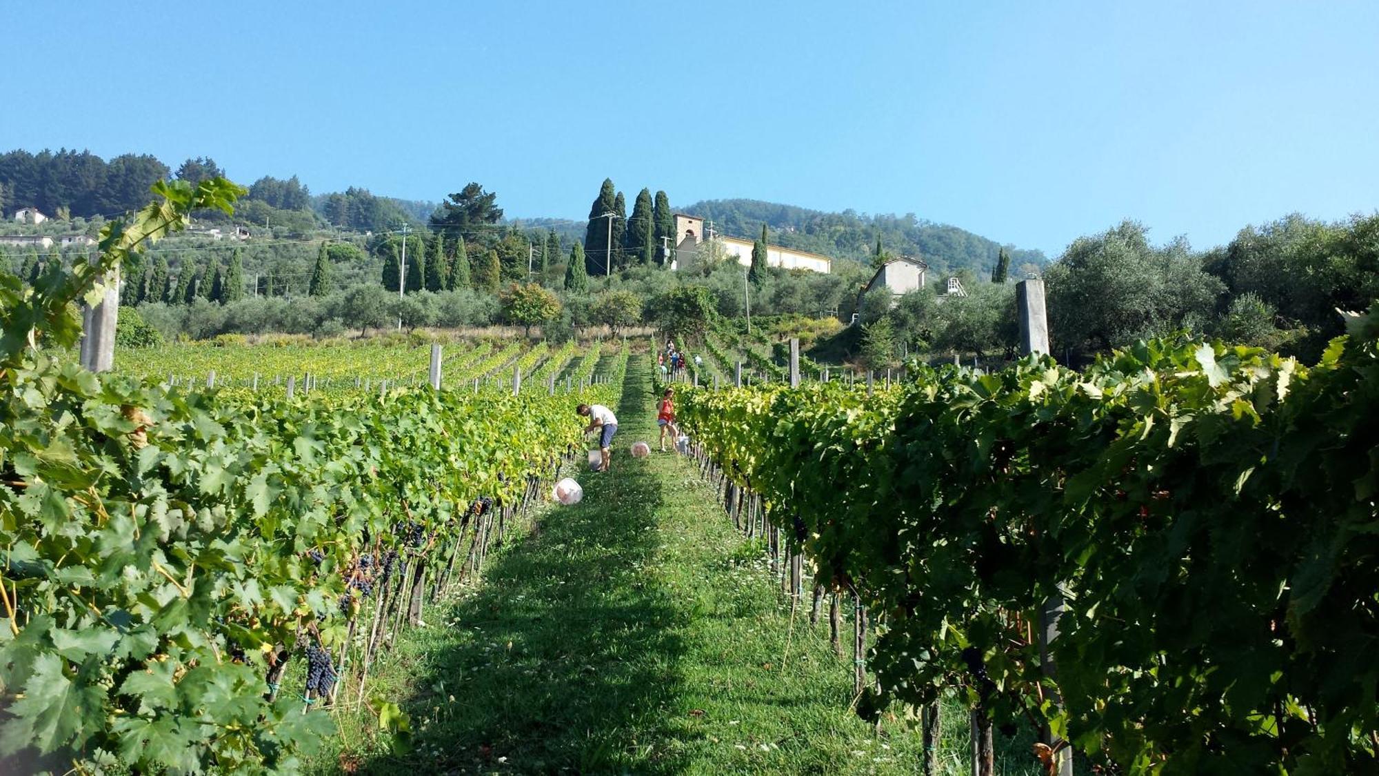 Fattoria Gambaro Di Petrognano Villa Collodi Exteriör bild